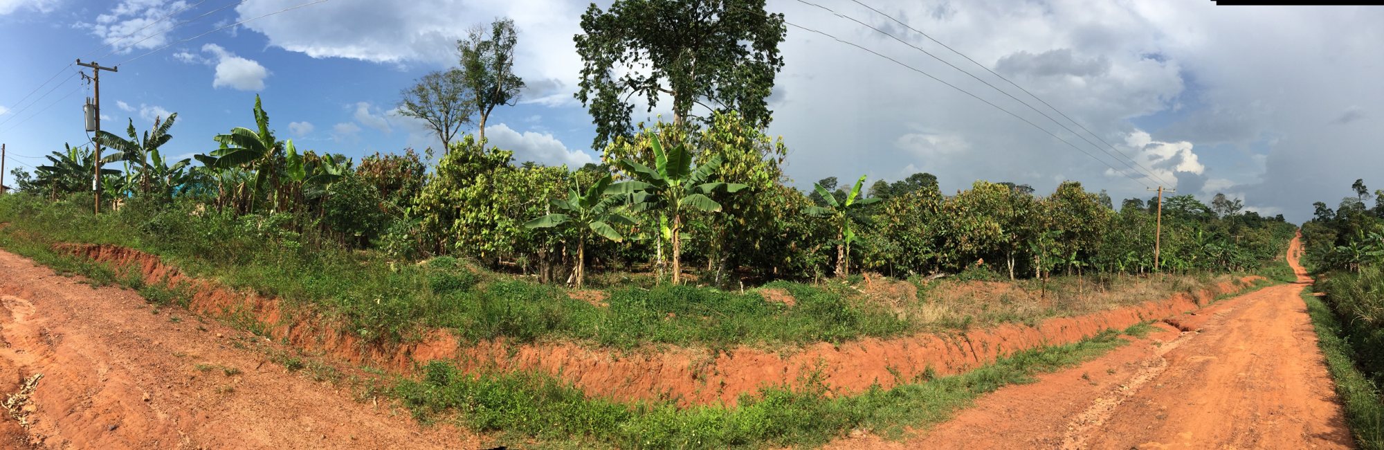 The red-earth road and cocoa trees at the future Agyrekrom medical clinic site